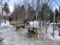cabane_2014_4